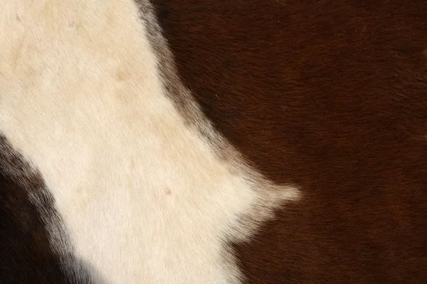 馬の毛皮の背景 — ストック写真