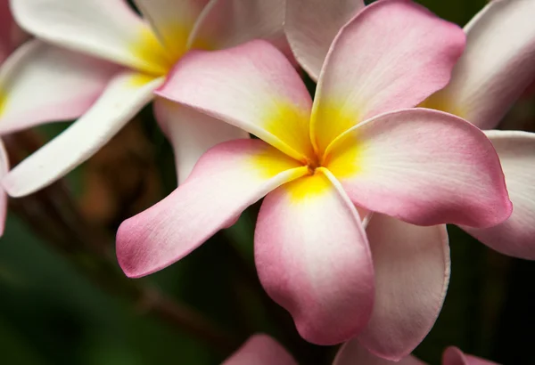 Розовые цветы плюмерии — стоковое фото