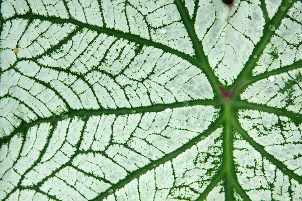 Φυτό μοτίβο — Φωτογραφία Αρχείου
