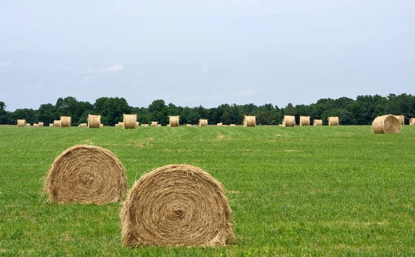 Rotoli di paglia in un campo — Foto Stock