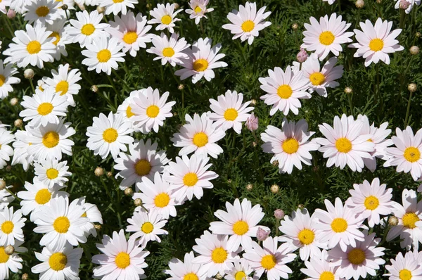 Patch of Daisies — Stock Photo, Image