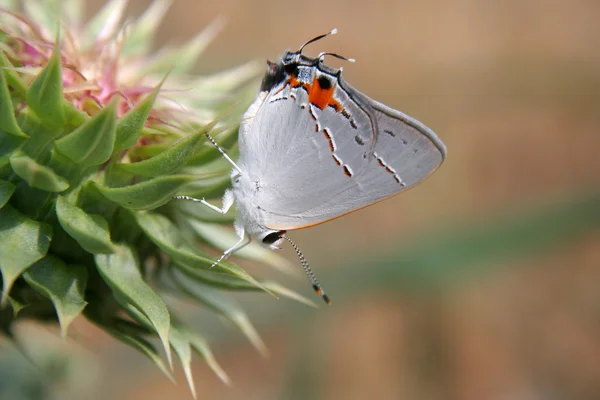Motýl na Bodlák — Stock fotografie