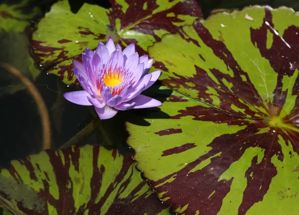 Bunga bakung air ungu — Stok Foto