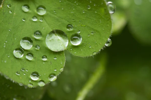 Gotas de lluvia sobre trébol verde — Foto de Stock