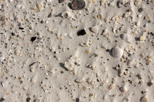 Conchas rotas y arena — Foto de Stock