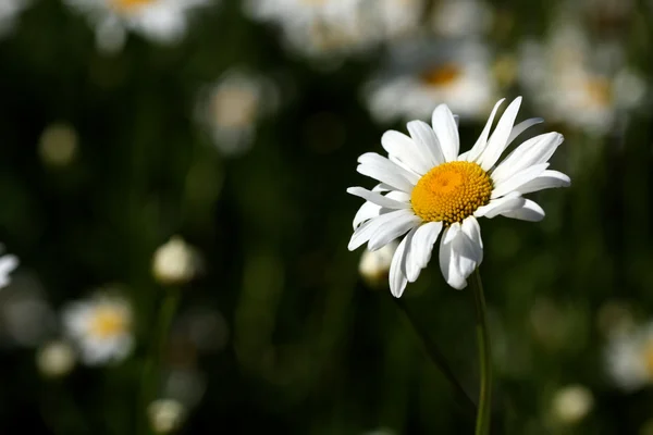 Lone Daisy Flower — Stock Photo, Image