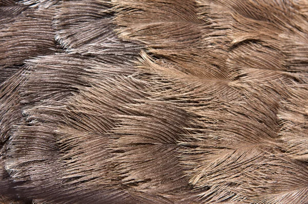 Emu Federn aus nächster Nähe — Stockfoto
