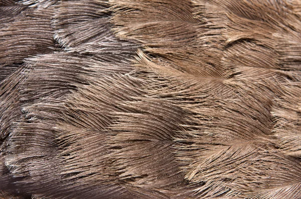 Emu feathers up close — Stock Photo, Image