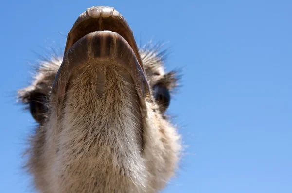Ostrich Close Up — Stock Photo, Image