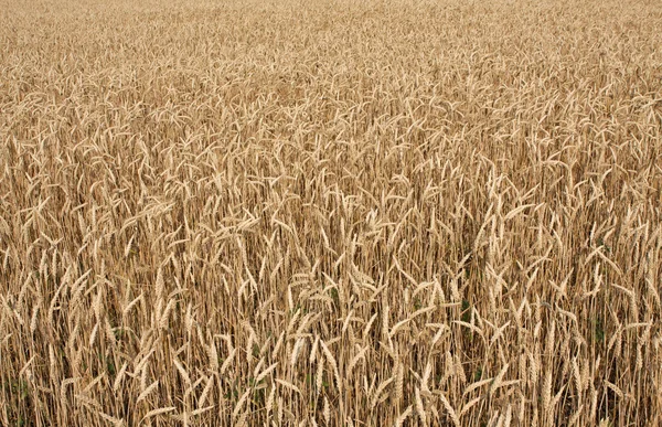 Campo de grano de trigo —  Fotos de Stock