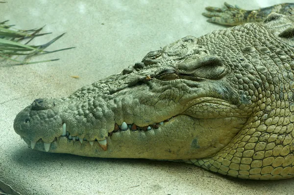 Saltwater Crocodile Resting Royalty Free Stock Photos