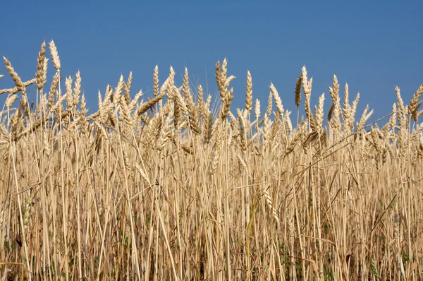 Primer plano de la cosecha de trigo —  Fotos de Stock