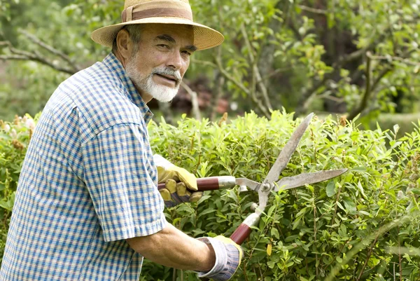 Senior knippen een hedge — Stockfoto