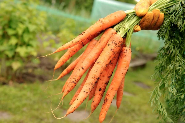 Fresh carrots from vegetable patch — Stock Photo, Image