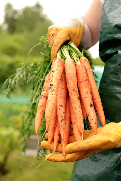 Fresh carrots from vegetable patch — Stock Photo, Image
