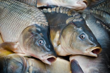 sazan. cyprinus carpio