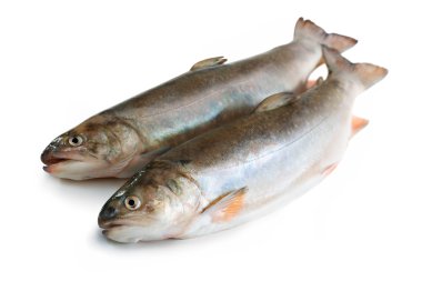 Couple of Salvelinus, salmonid clipart