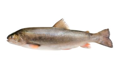 Salvelinus, salmonid clipart