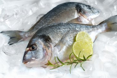 Gilt-head bream on ice clipart