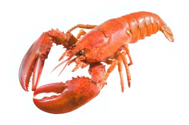 Lobster clipart