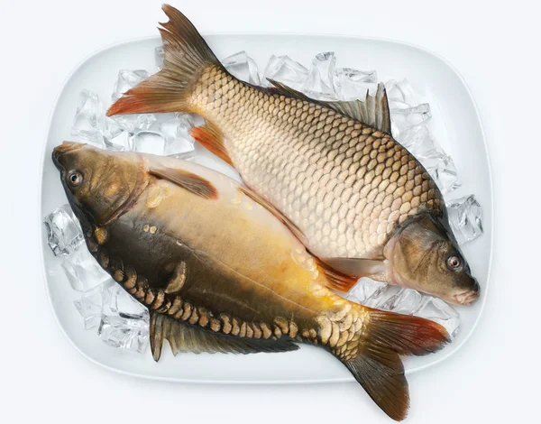 Freshly carp on ice — Stock Photo, Image