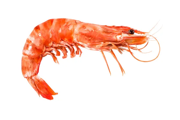 Tiger shrimp — Stock Photo, Image