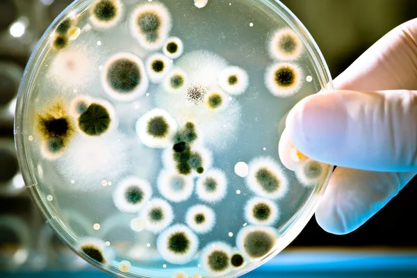Petri Dish with Bacteria Culture Royalty Free Stock Photos