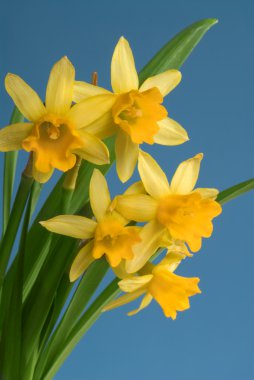 Yellow daffodils on blue background clipart