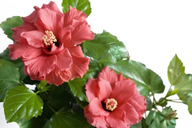 güzel hibiscus closeup