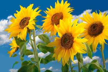 Sunflowers clipart