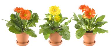 Gerbera'lardan