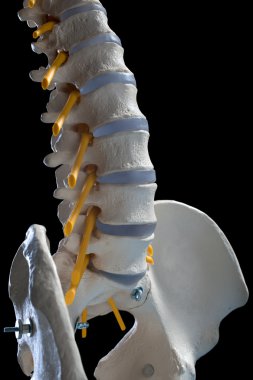 Human spinal column clipart