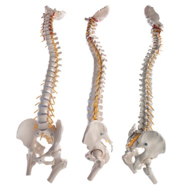 Learning model of the human spinal columns clipart