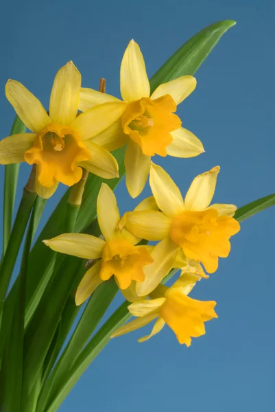Narcisos amarillos sobre fondo azul — Foto de Stock