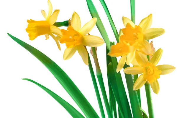 Žlutá jarní Narcis — Stock fotografie