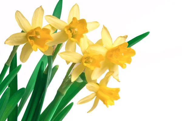 Tavaszi sárga nárcisz — Stock Fotó