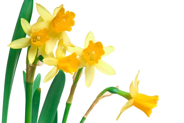 Narciso amarillo de primavera — Foto de Stock