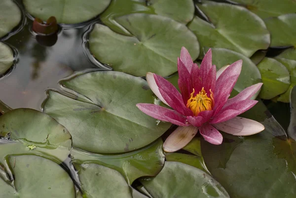 stock image Red water lily