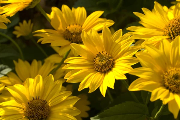 Κίτρινη μαργαρίτα λουλούδι — Φωτογραφία Αρχείου