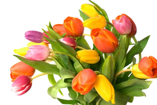 A friss tulipán csokor — Stock Fotó