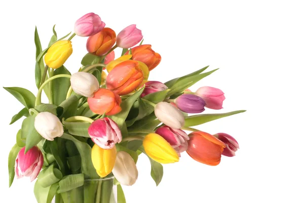 Bouquet of the fresh tulips — Stock Photo, Image