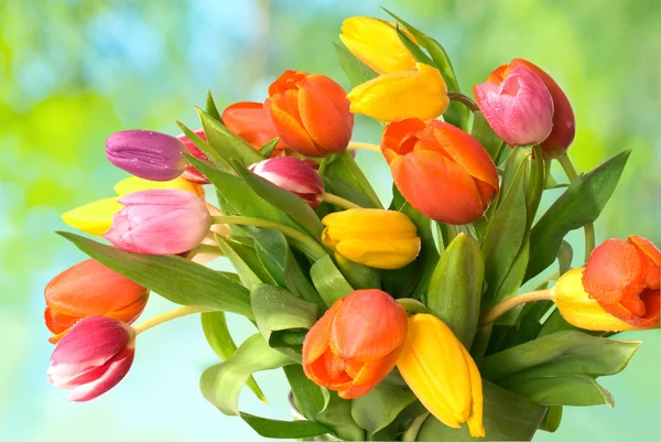 Bouquet af de friske tulipaner - Stock-foto