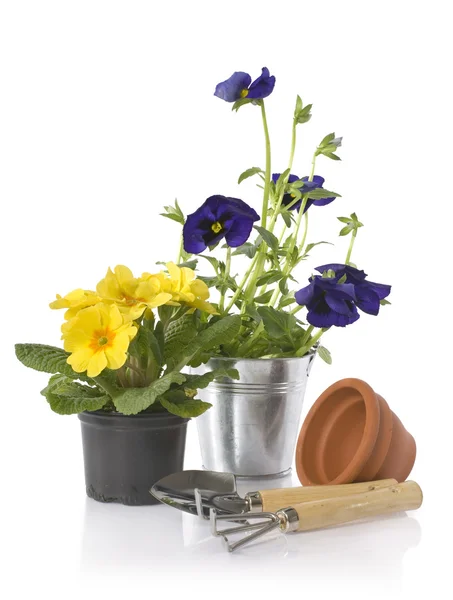 Горшечные цветы с садовым оборудованием — стоковое фото