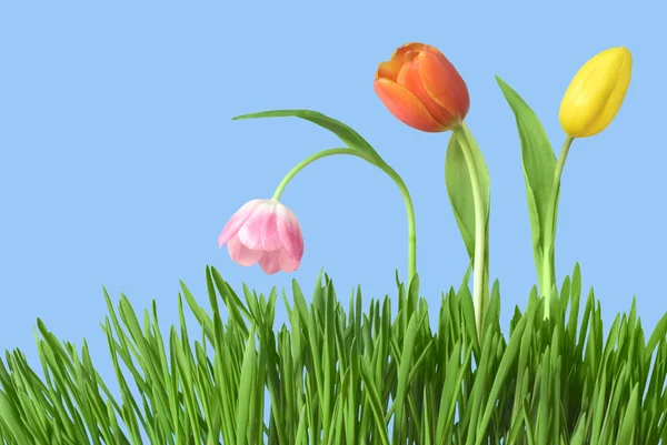 Tres tulipanes en hierba — Foto de Stock
