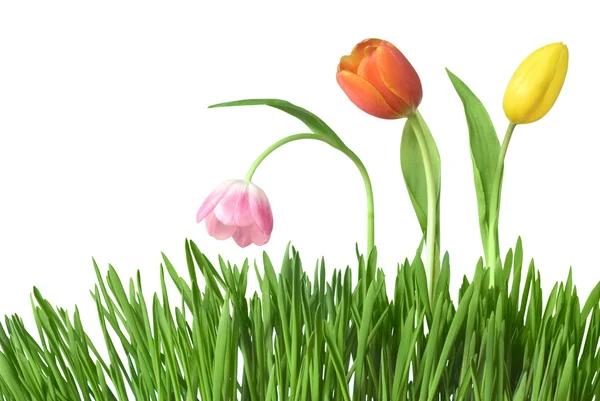 Три тюльпана в траве — стоковое фото