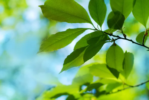 Fresh and green leaves — Stock Photo, Image