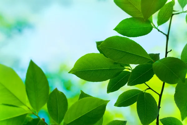 Färska och gröna blad — Stockfoto