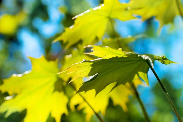Friss és zöld levelek — Stock Fotó