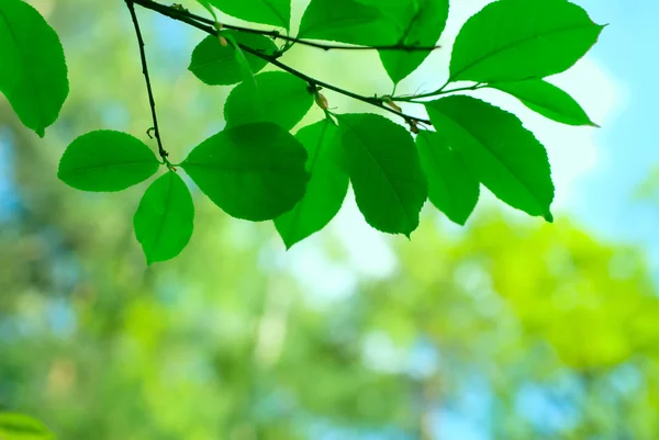 Verse en groene bladeren — Stockfoto
