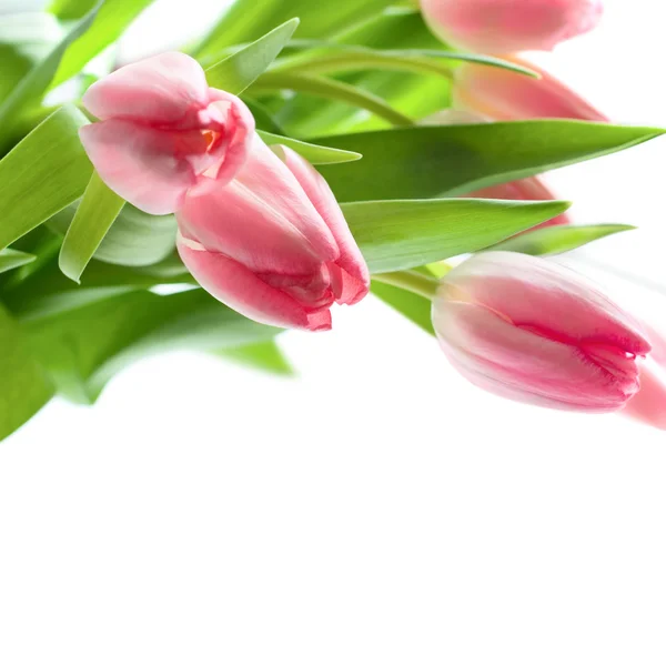Tulipanes rosados frescos — Foto de Stock